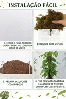 Tutor de Musgo para Plantas Trepadeiras — Suporte Para Crescer Mais Forte